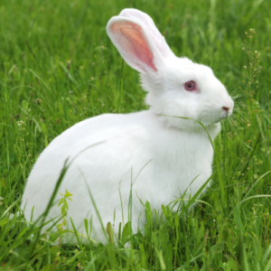 Lapin mâle