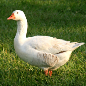 Canard femelle (Kg)