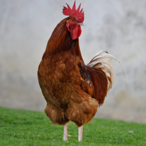 Poulet goliath (Kg)