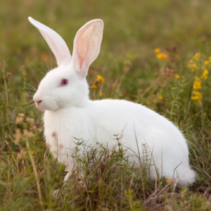 Lapin femelle