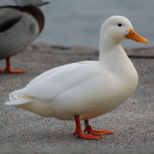 Canard mâle (Kg)