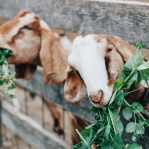 Bouc (KG)